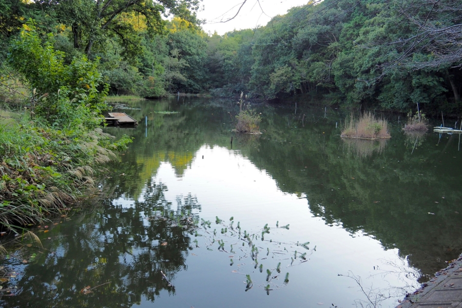 諏訪池(埼玉県日高) 水辺遍路