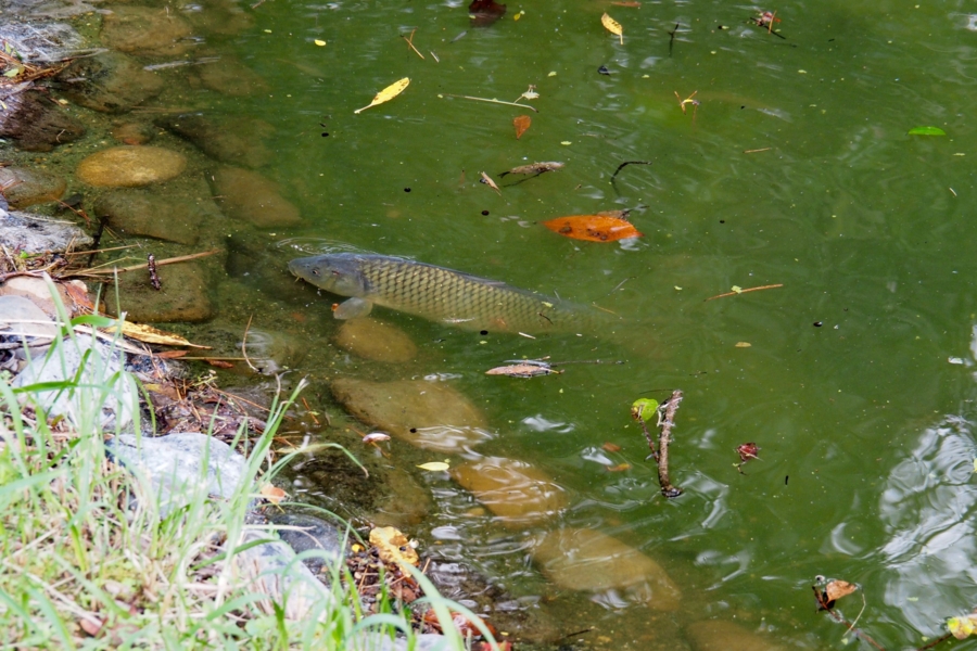 f:id:cippillo:20161109140957j:plain