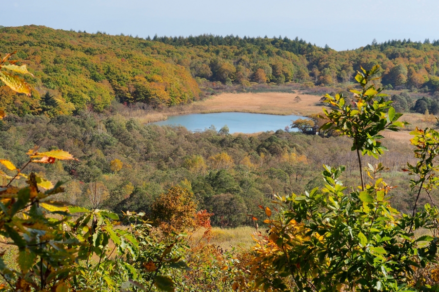 f:id:cippillo:20161113121333j:plain