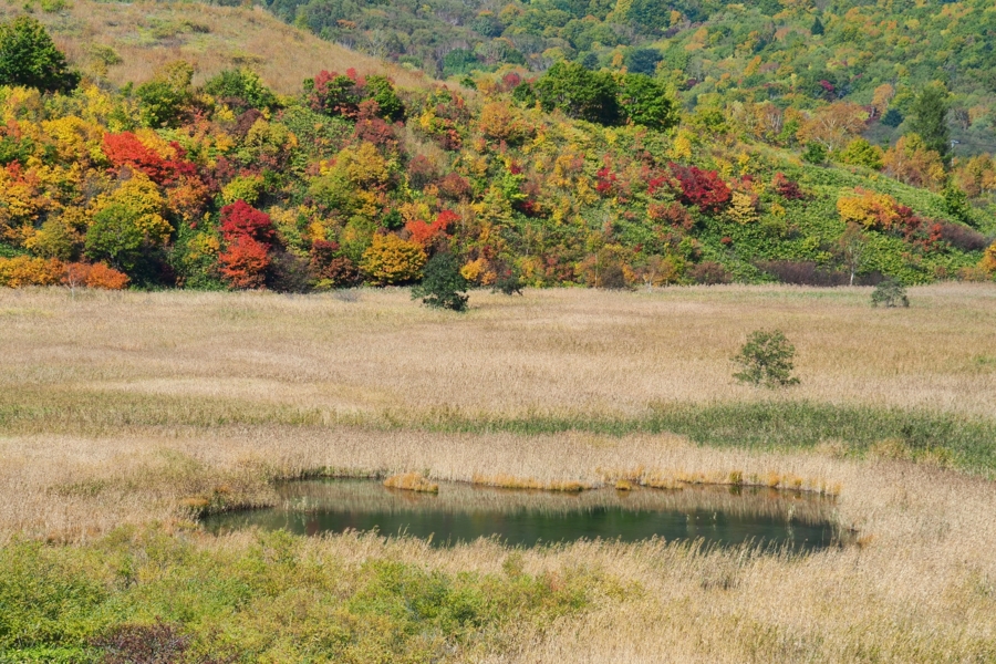 f:id:cippillo:20161227080120j:plain f:id:cippillo:20161227080120j:plain