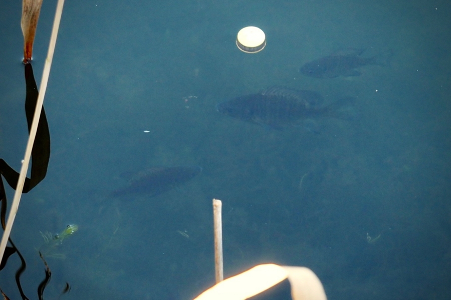 f:id:cippillo:20170123151724j:plain