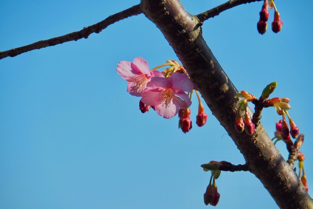 f:id:cippillo:20170203163103j:plain