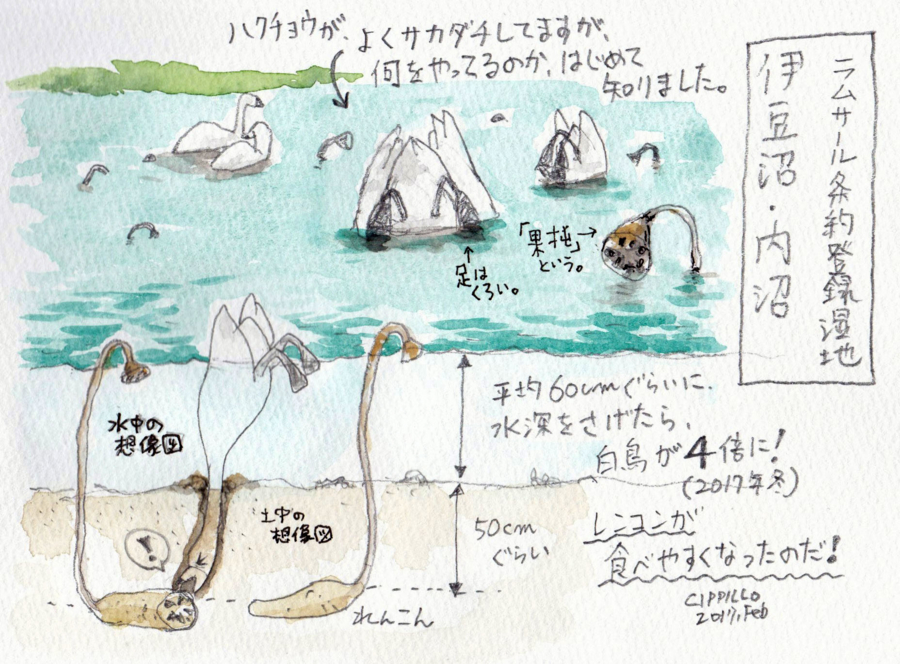 f:id:cippillo:20170208161930j:plain