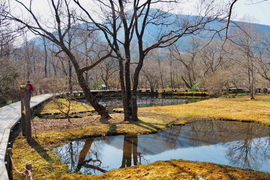箱根湿生花園（神奈川県箱根） - 水辺遍路