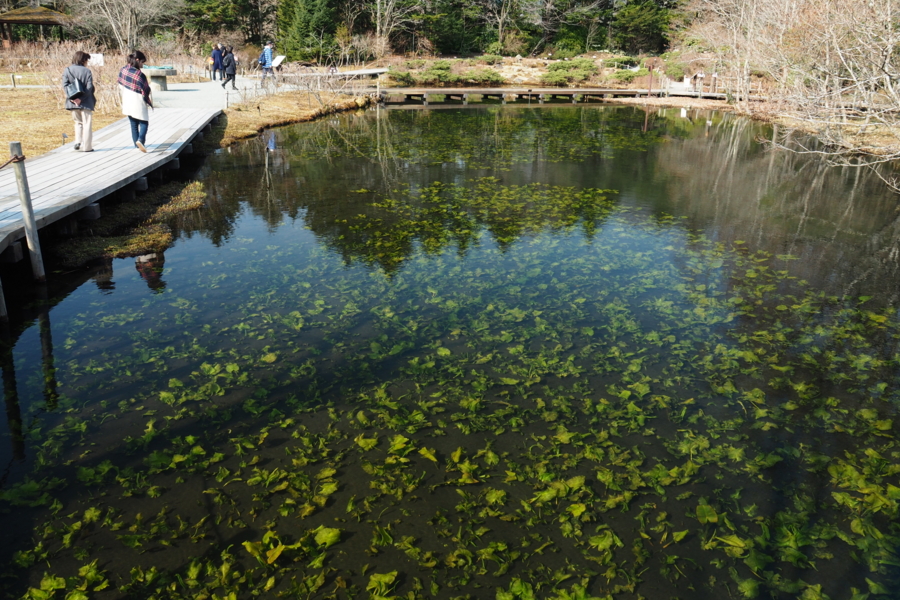 箱根湿生花園（神奈川県箱根） - 水辺遍路