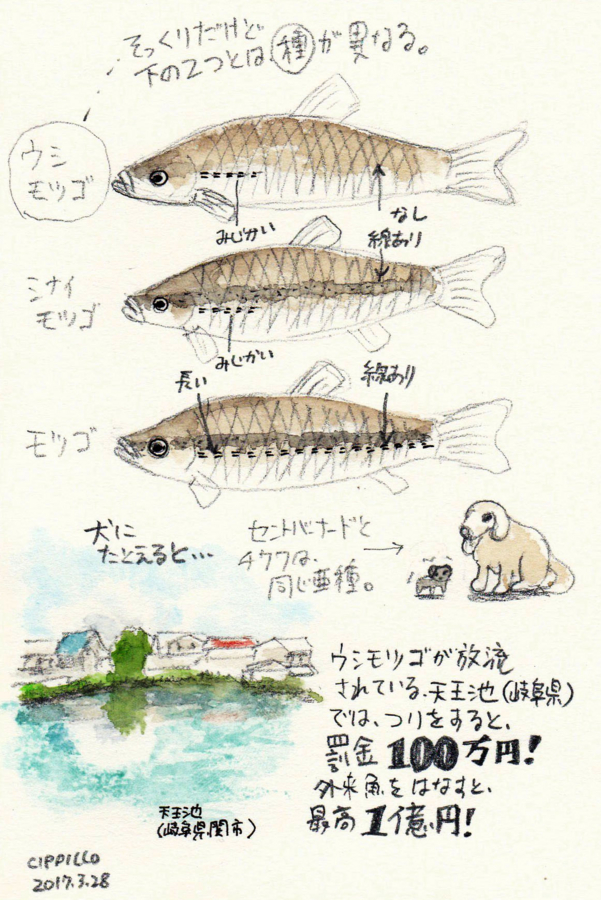 f:id:cippillo:20170329122202j:plain