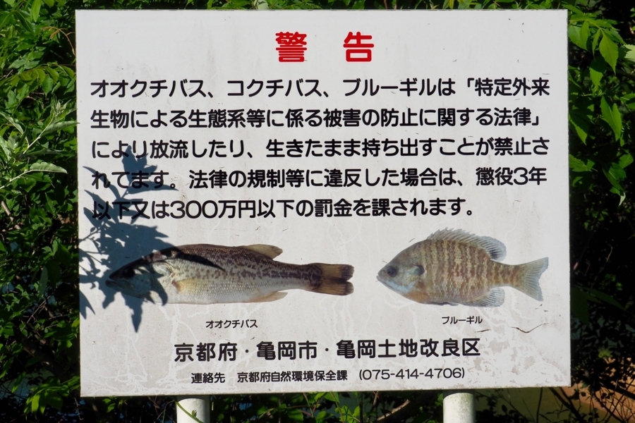 f:id:cippillo:20170530110528j:plain