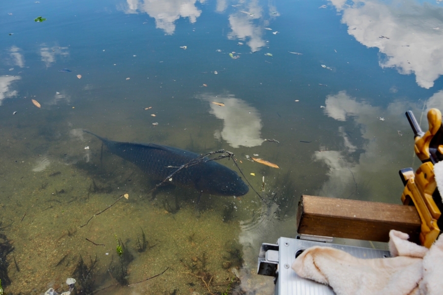 f:id:cippillo:20170618213707j:plain