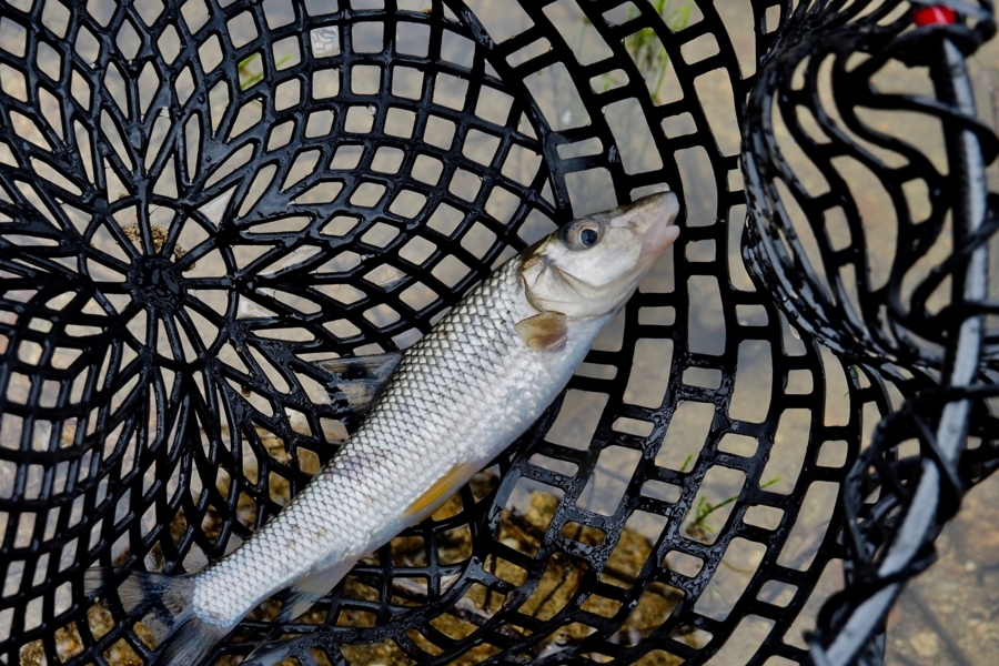 f:id:cippillo:20170618213718j:plain