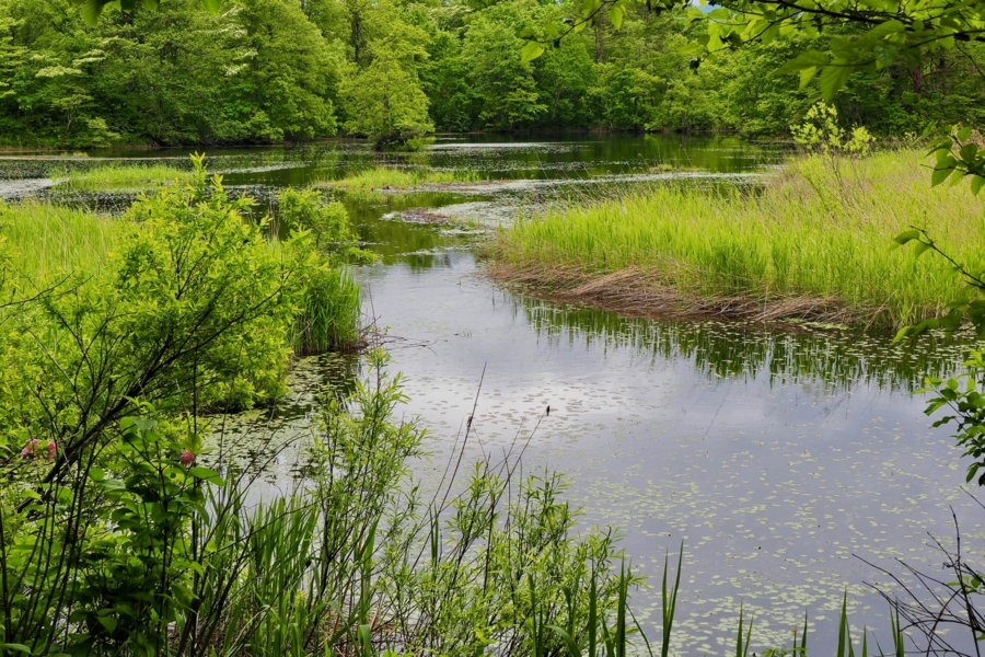 f:id:cippillo:20170620124430j:plain