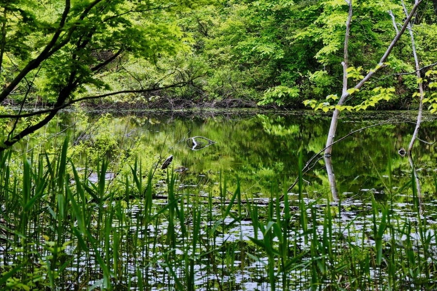 f:id:cippillo:20170620124432j:plain