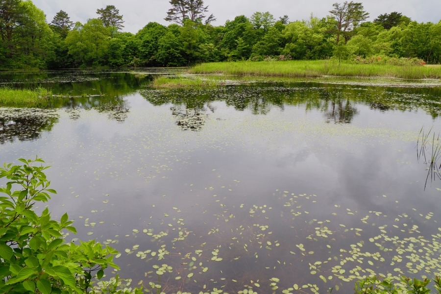 f:id:cippillo:20170620124434j:plain