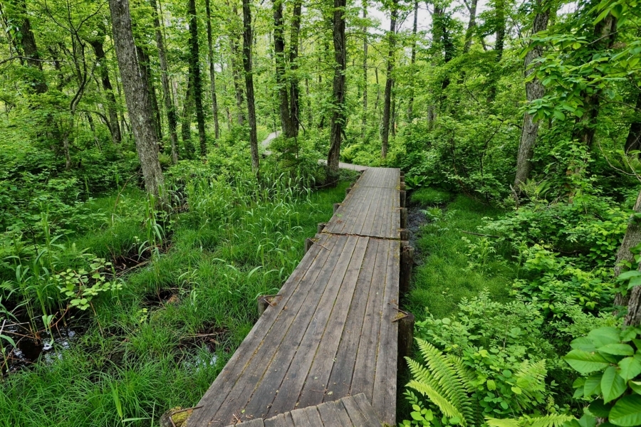 f:id:cippillo:20170620124435j:plain