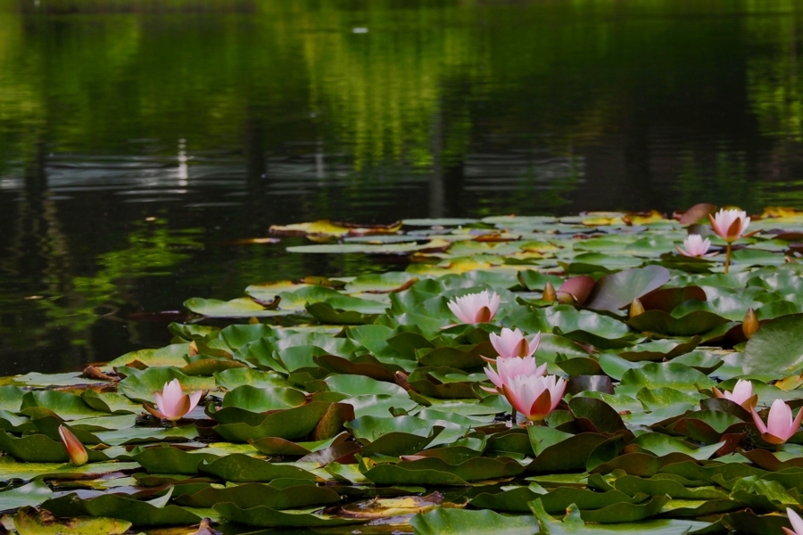 f:id:cippillo:20170809121845j:plain