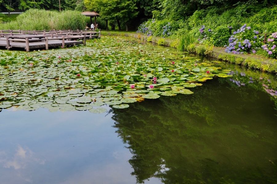 f:id:cippillo:20170809121850j:plain