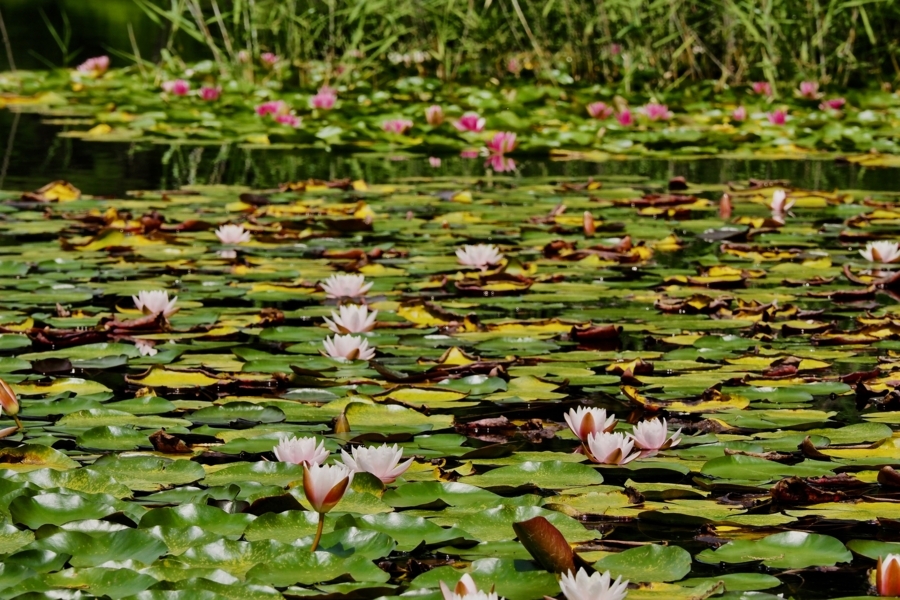 f:id:cippillo:20170809121853j:plain