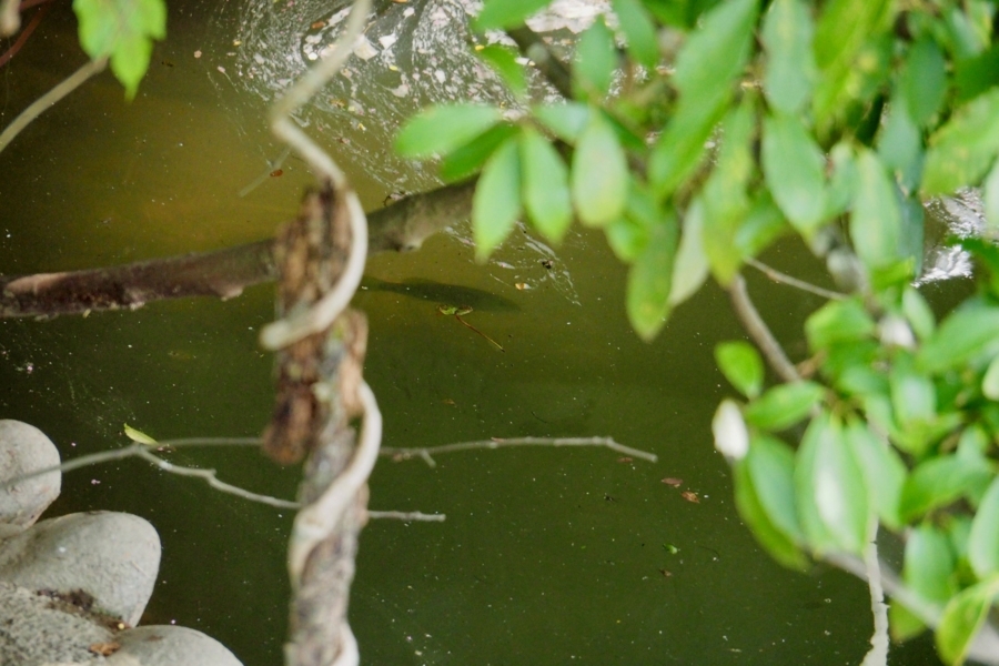 f:id:cippillo:20170827092121j:plain