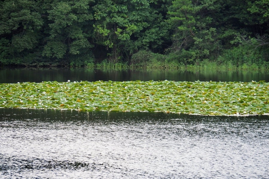 f:id:cippillo:20170907200326j:plain