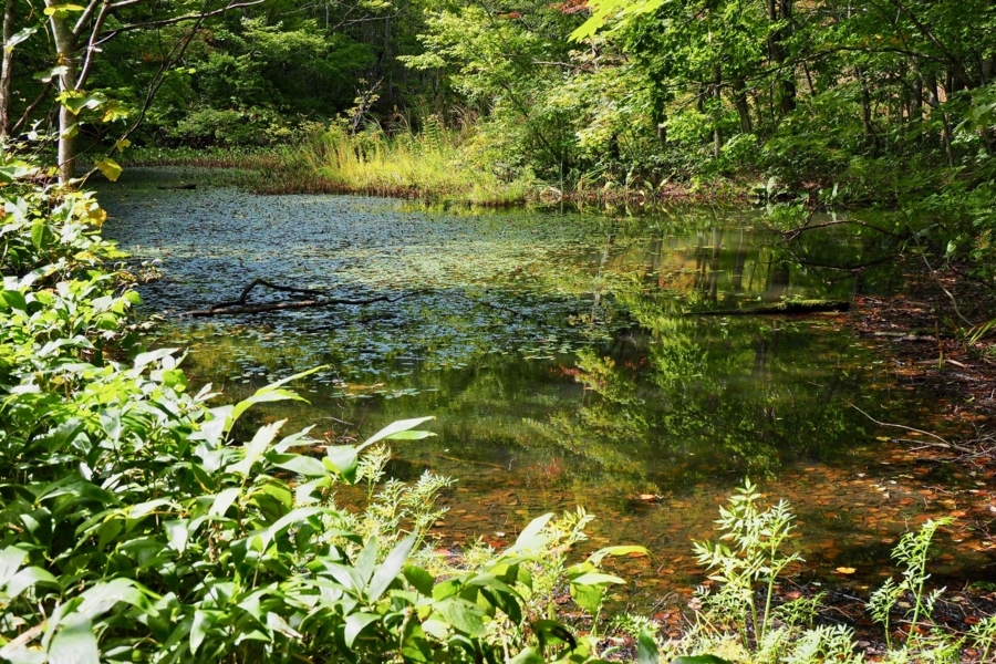 芭蕉沼 岩手県八幡平 水辺遍路 芭蕉沼 岩手県八幡平 水辺遍路