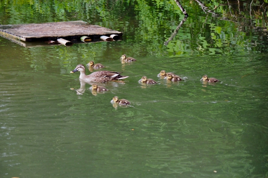 f:id:cippillo:20171114105119j:plain