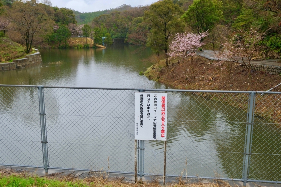 f:id:cippillo:20180411075037j:plain