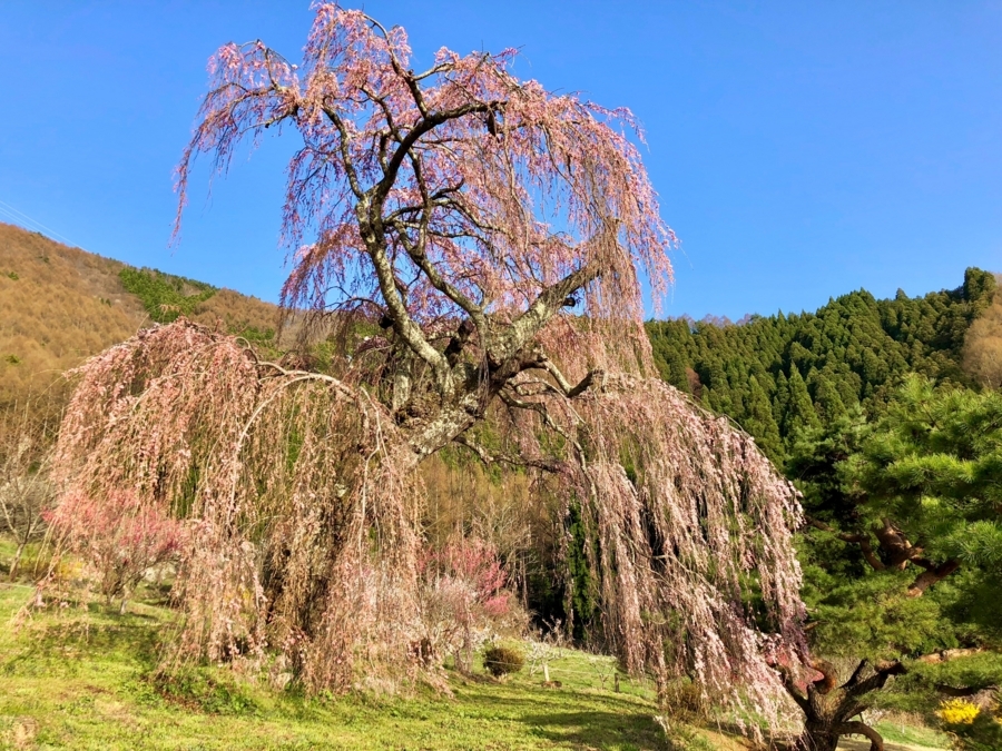 f:id:cippillo:20180417233103j:plain f:id:cippillo:20180417233103j:plain