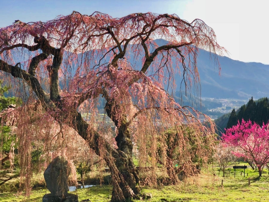 f:id:cippillo:20180417233104j:plain