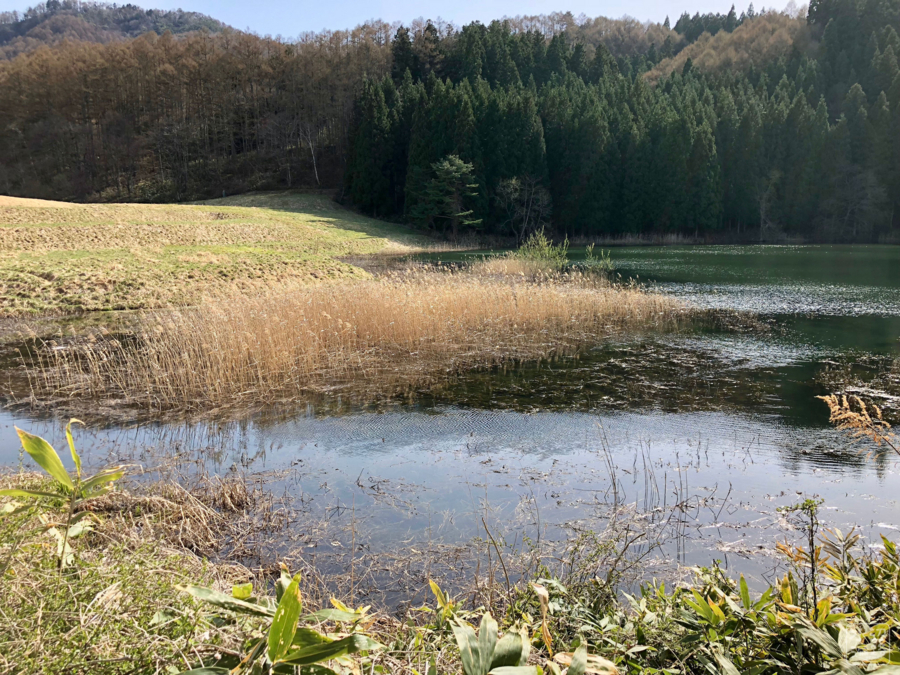 f:id:cippillo:20180501224428j:plain