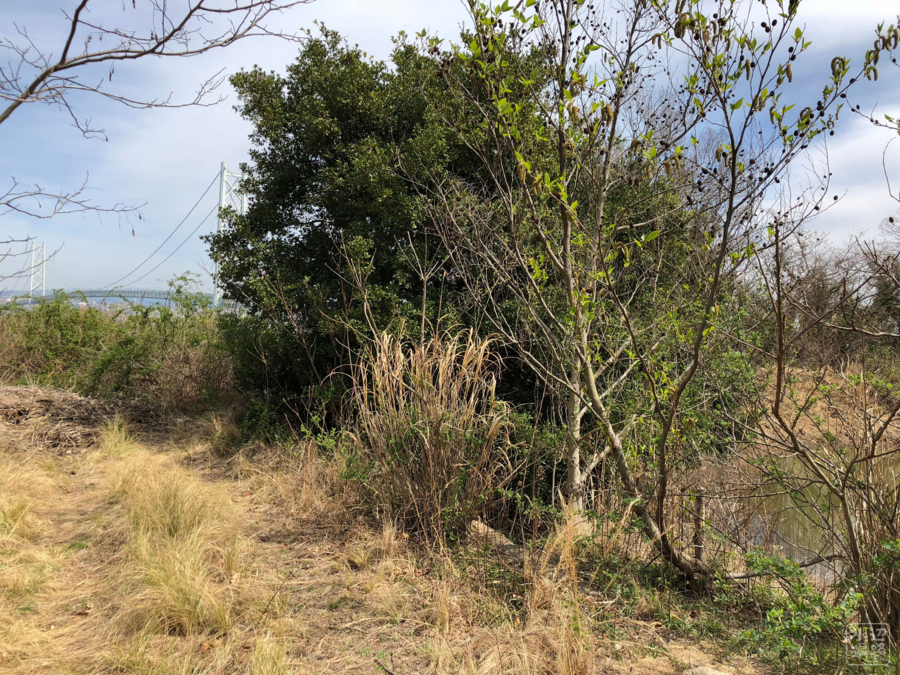 f:id:cippillo:20180606090117j:plain f:id:cippillo:20180606090117j:plain