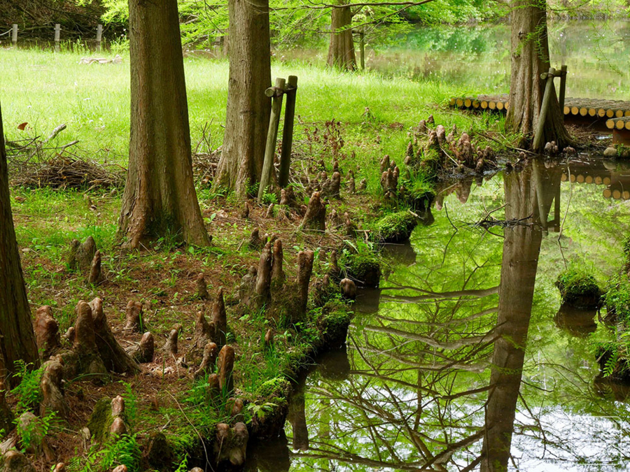 f:id:cippillo:20180712090932j:plain