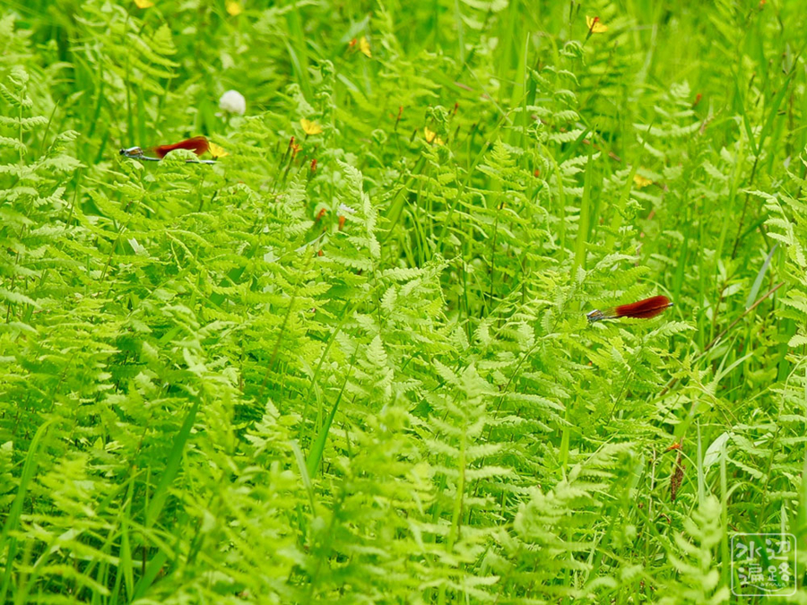 f:id:cippillo:20180712090933j:plain