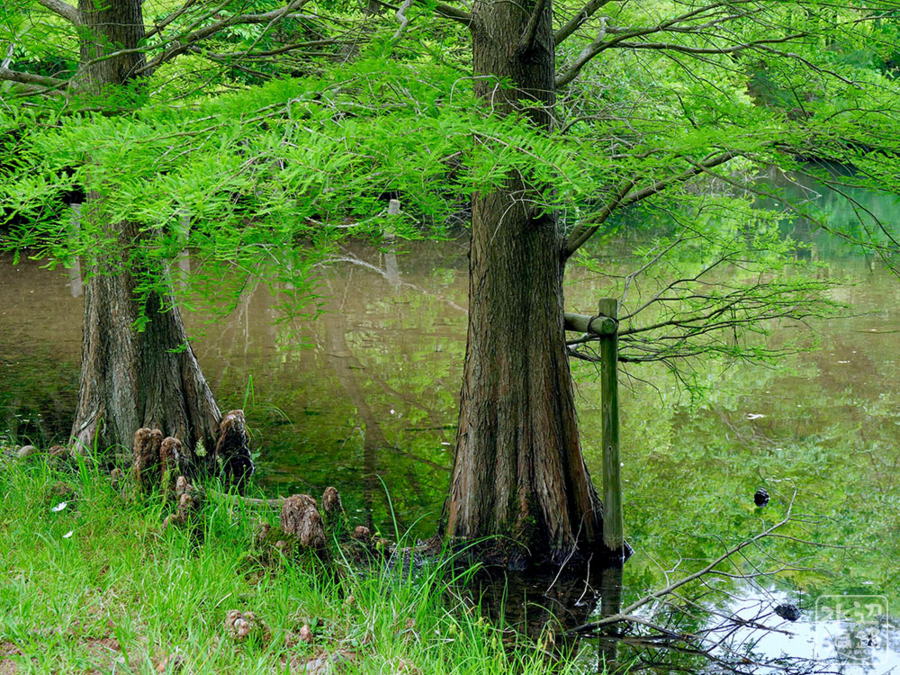 f:id:cippillo:20180712090937j:plain