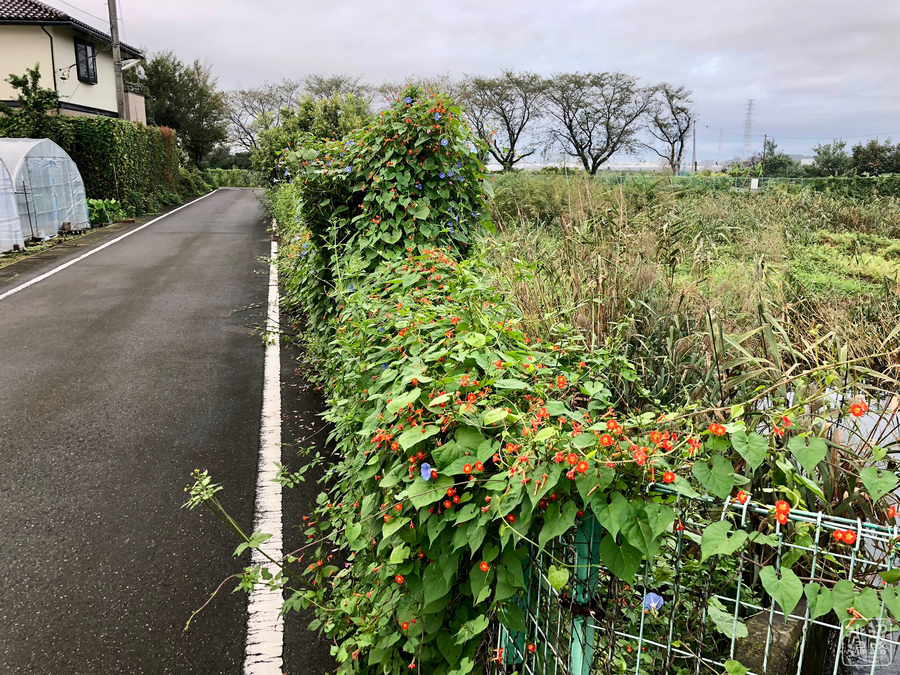 f:id:cippillo:20180925100021j:plain f:id:cippillo:20180925100021j:plain