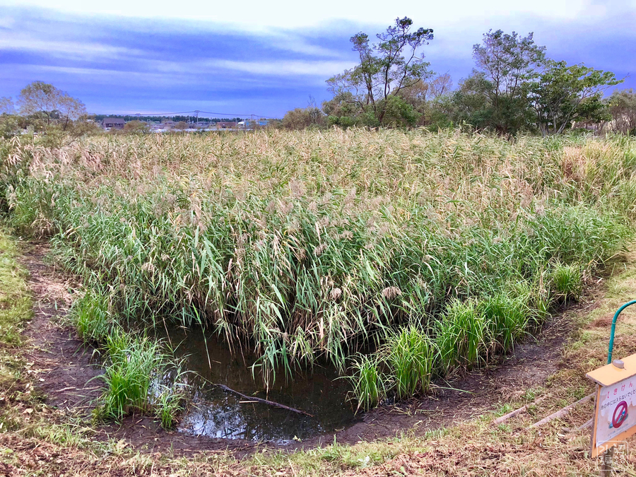 f:id:cippillo:20181001085724j:plain