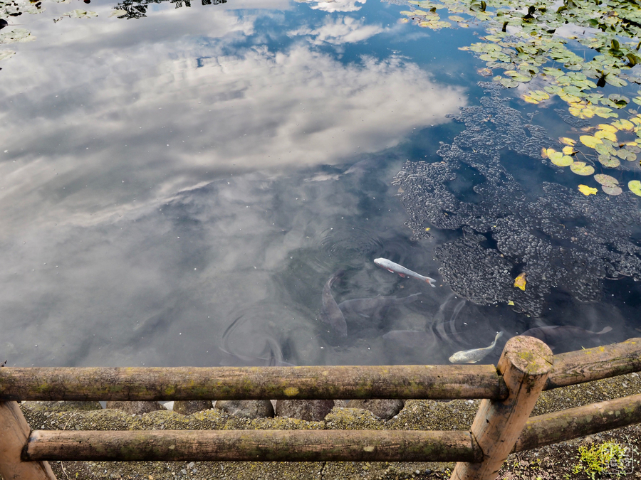 f:id:cippillo:20181003093352j:plain