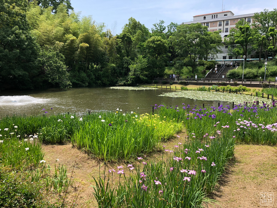 f:id:cippillo:20181003093433j:plain