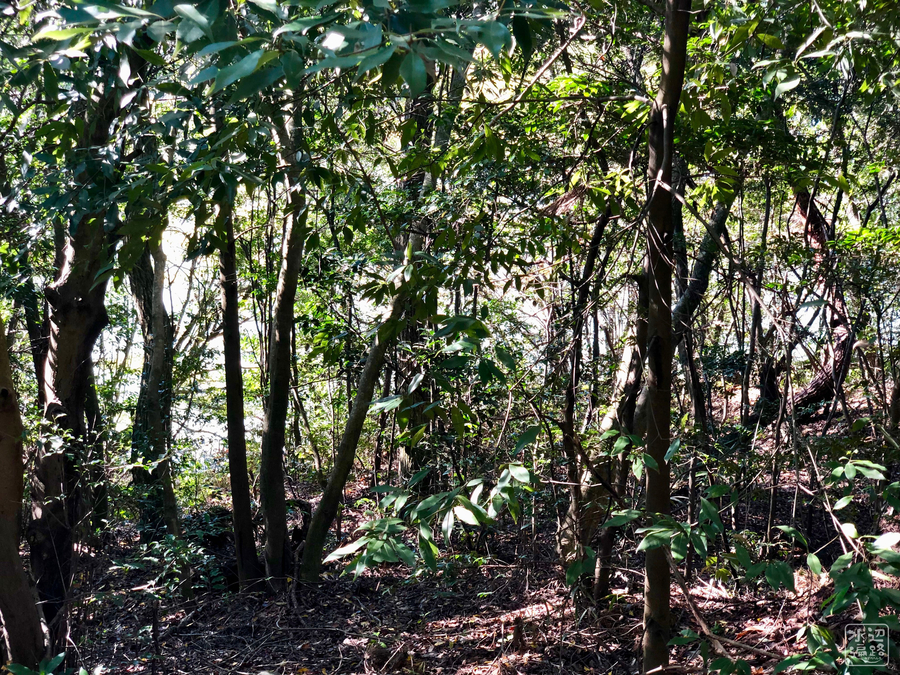 f:id:cippillo:20181226105220j:plain f:id:cippillo:20181226105220j:plain