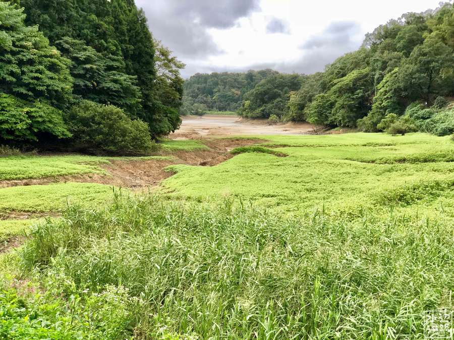 水道秋聖　「千野の池」 阿字ヶ池の渇水状態 昨日気になって称名寺の阿字ヶ池を観に行っ
