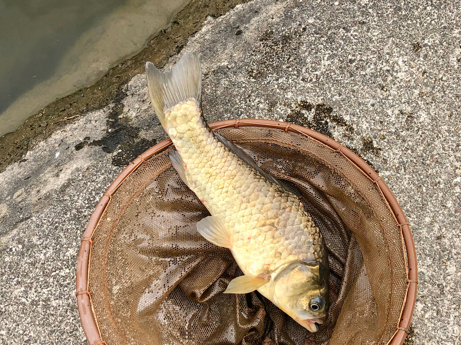 f:id:cippillo:20190128075056j:plain f:id:cippillo:20190128075056j:plain