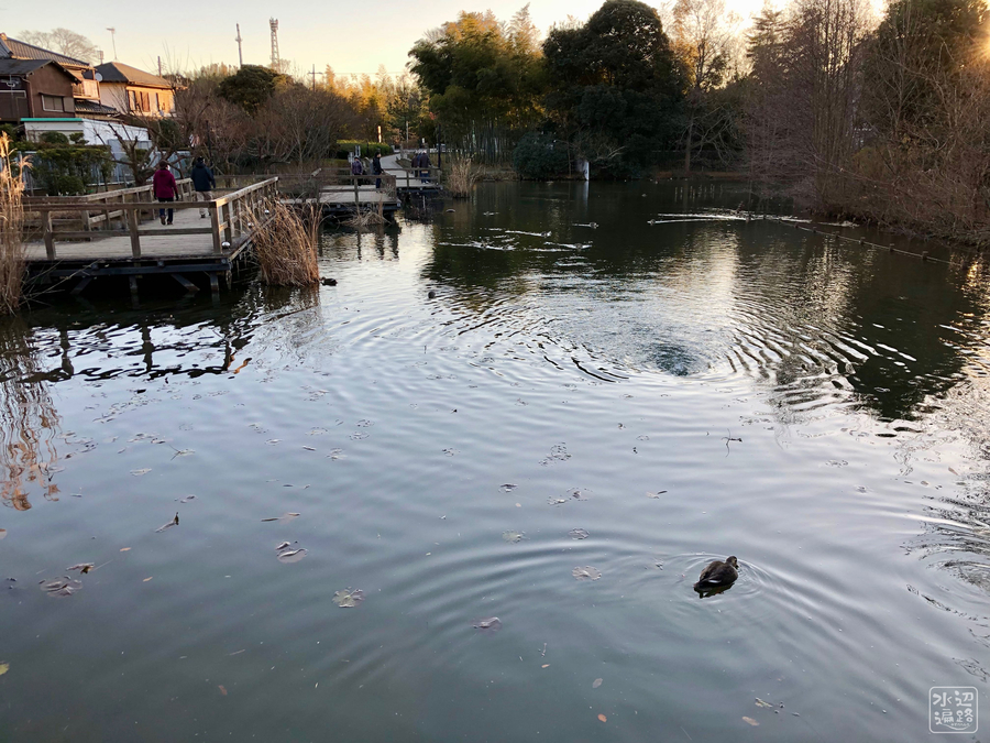 f:id:cippillo:20190302101622j:plain