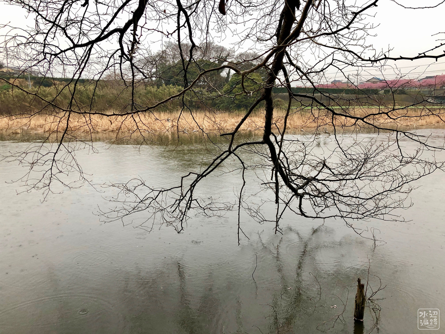 f:id:cippillo:20190306144504j:plain