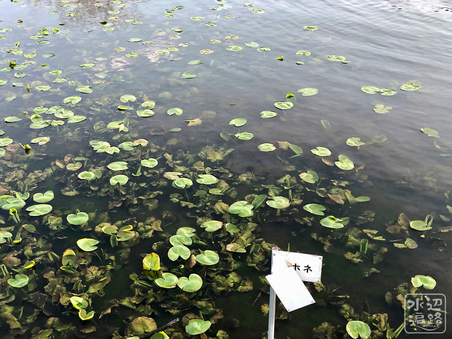 f:id:cippillo:20190322143925j:plain f:id:cippillo:20190322143925j:plain
