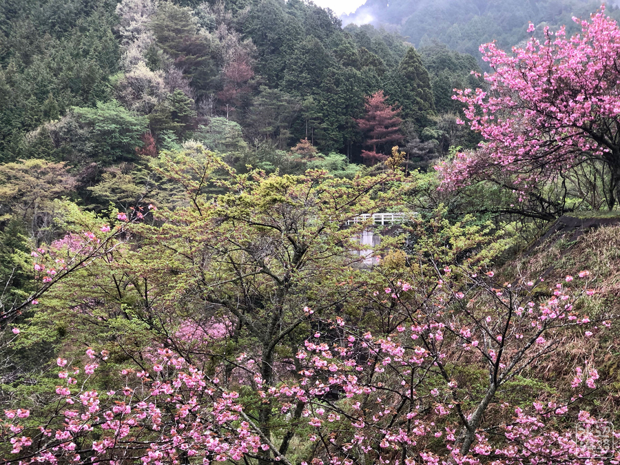 f:id:cippillo:20190428015656j:plain