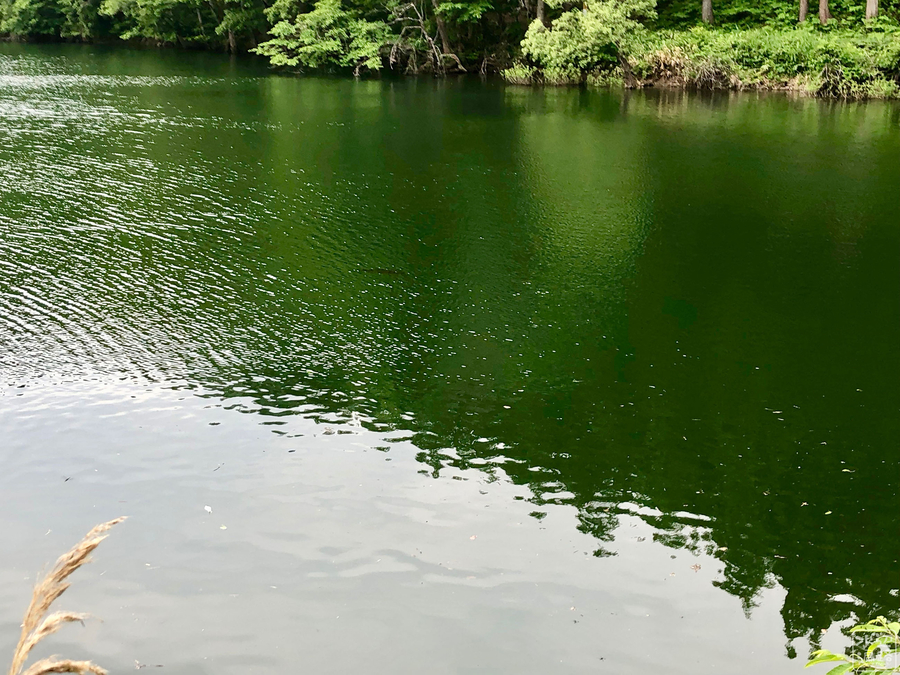 f:id:cippillo:20190616082138j:plain f:id:cippillo:20190616082138j:plain