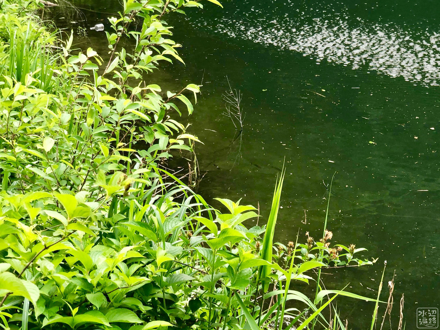 f:id:cippillo:20190616082141j:plain f:id:cippillo:20190616082141j:plain