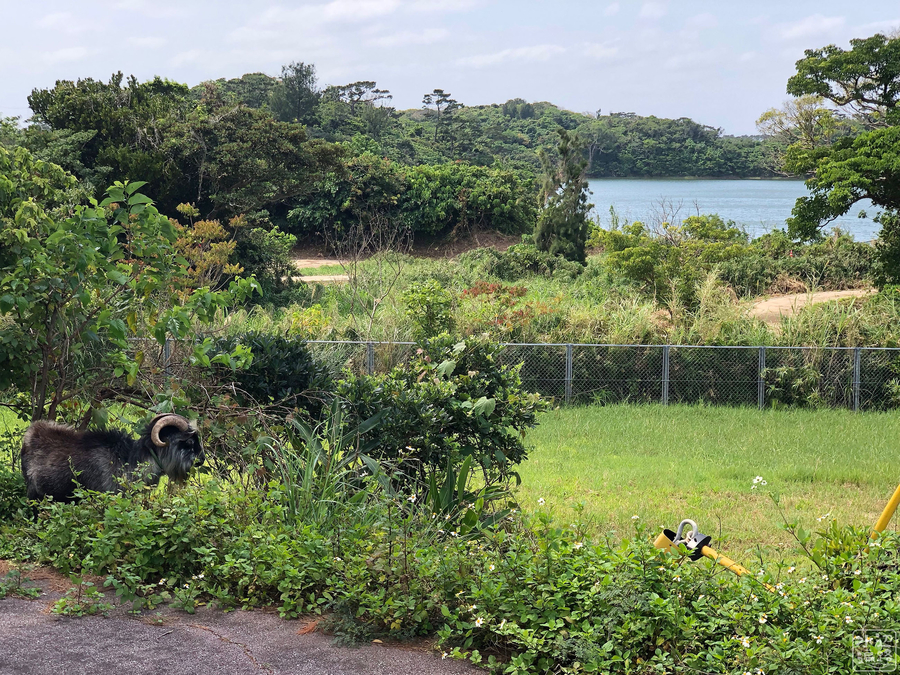 f:id:cippillo:20190616103451j:plain f:id:cippillo:20190616103451j:plain