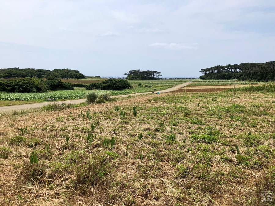 f:id:cippillo:20190616103458j:plain f:id:cippillo:20190616103458j:plain