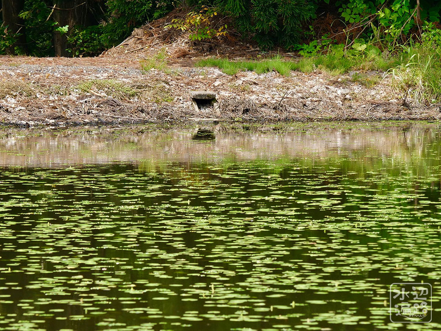 f:id:cippillo:20190621085824j:plain