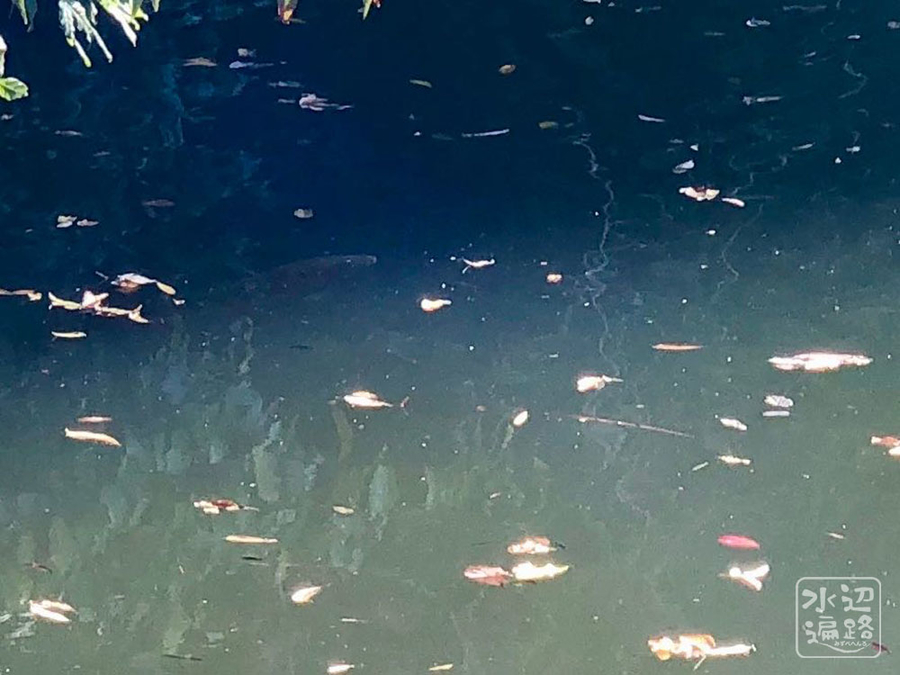 f:id:cippillo:20190705212106j:plain