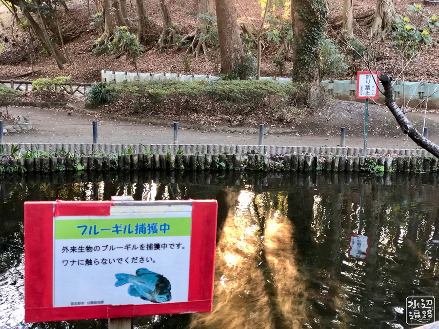 f:id:cippillo:20190708130214j:plain